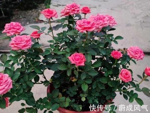 养了几十盆花，香味纯正、花开娇艳的就六种，一起见识一下吧