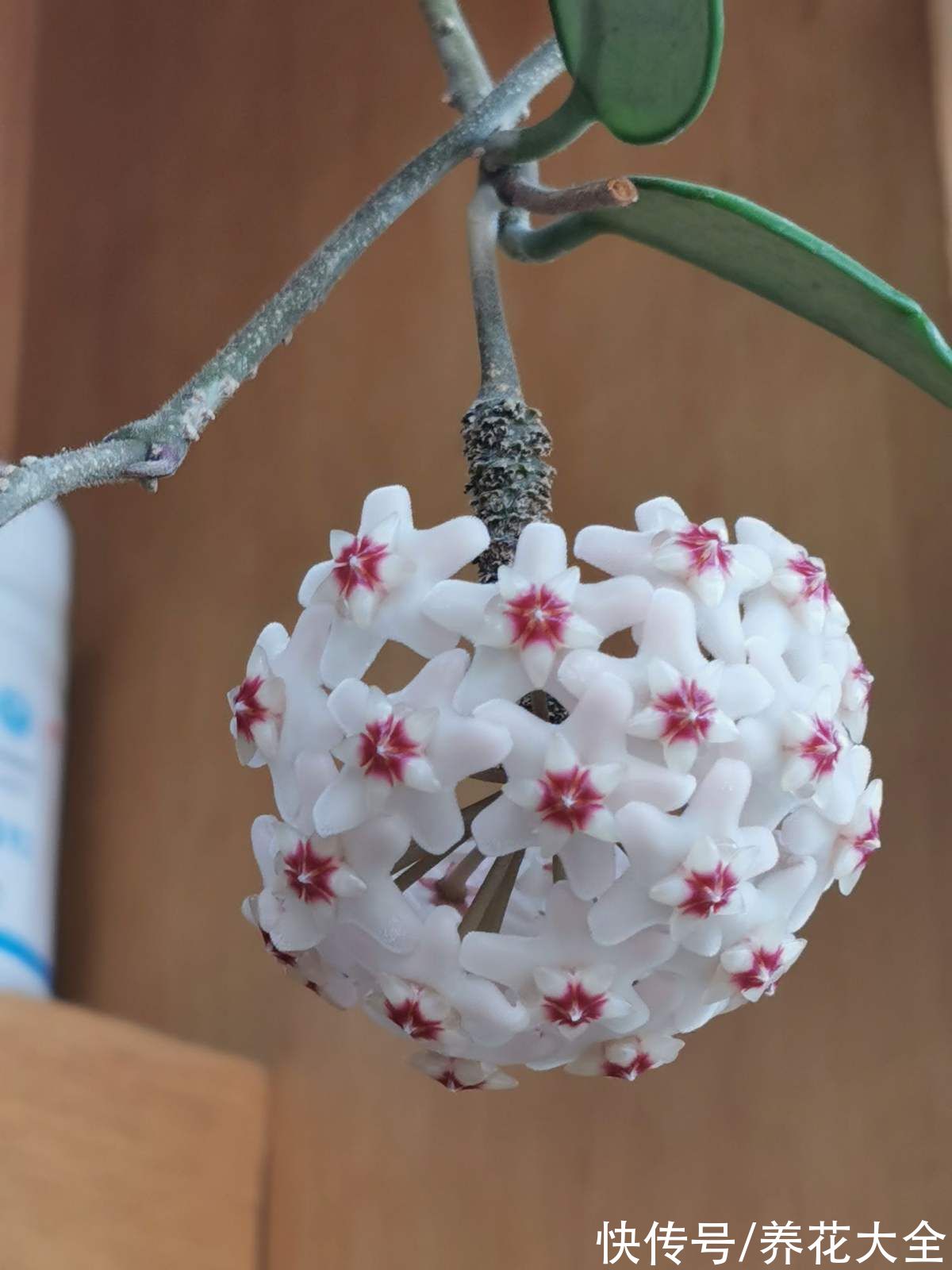 花瓣|秋天逛花市,看到5种花放心购买,秋天正是开花好时机