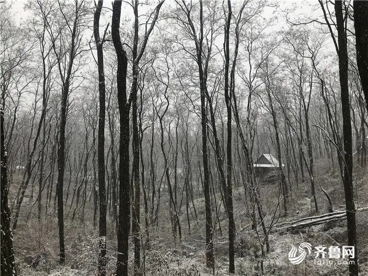  最低温|下雪了！下雪了！山东多地喜提今冬第一场雪！明天最低温降至-4℃！