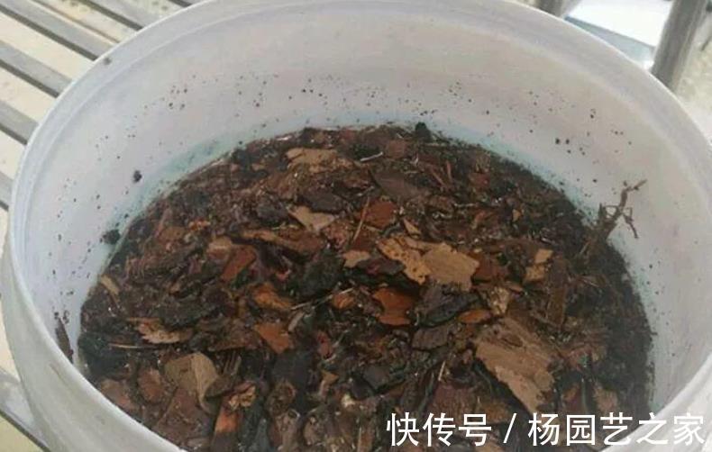 树皮|老化的树皮,堪称“大自然馈赠的养花神器”,制作简单又实用