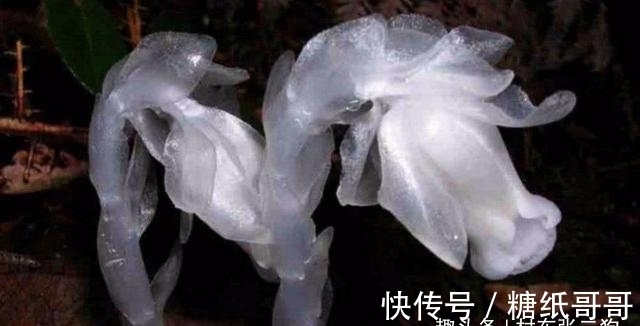 鹿蹄草科|此为“冥界之花”，又称“幽灵草”，如果在野外遇见，切莫踩到