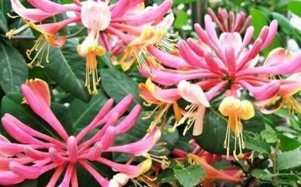 红花|阳台庭院再小也别闲着,此花要栽1棵,三点好处会震惊到你