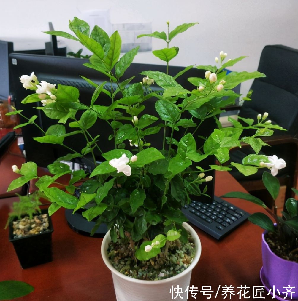 笋枝|养茉莉花发现4种枝条，正确的方法是及时剪掉，否则会影响开花