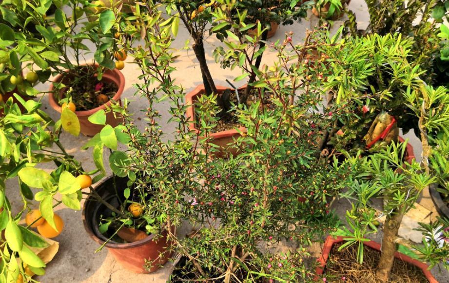 养花知识:天冷入手“地摊货”后,这么操作才不会一盆都留不住