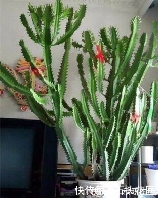 搬新家之前，一定要养“这6种花”，除“甲醛”效果好