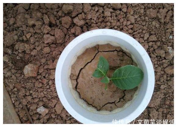 盆栽|从养花高手那儿偷学两个小方法，我彻底解决了盆栽土壤板结
