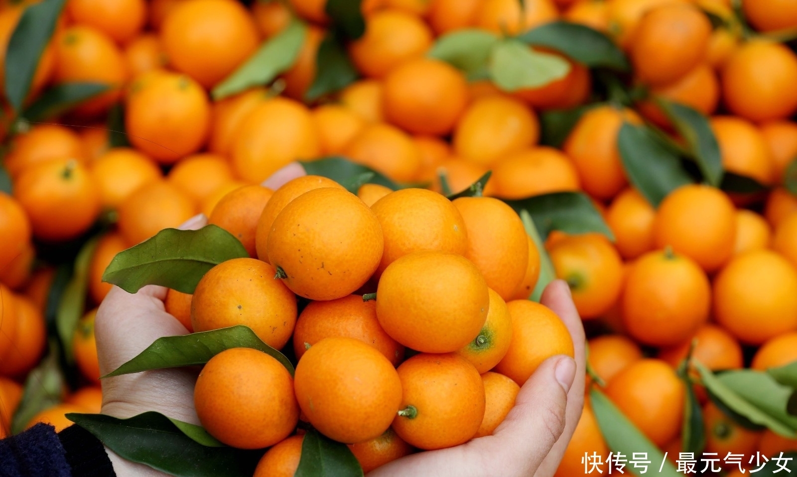 种人|金桔功效多,不过3种人尽量少吃对身体无益,喜欢吃金桔的要知道