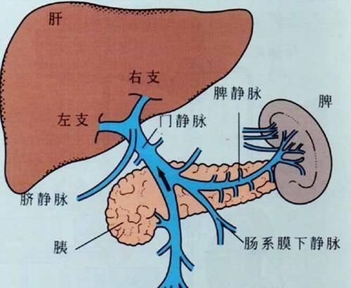 食物|肝硬化“不喜欢”的4类食物，若经常端上餐桌，肝脏或会为你点赞