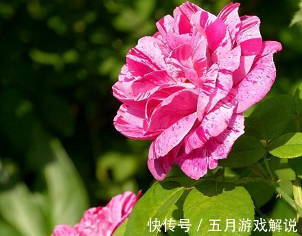 3款画家系列月季,你喜欢哪一款