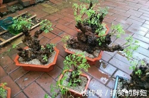 修剪|农村大爷不养花,用山上黄荆做成盆景,更具观赏性