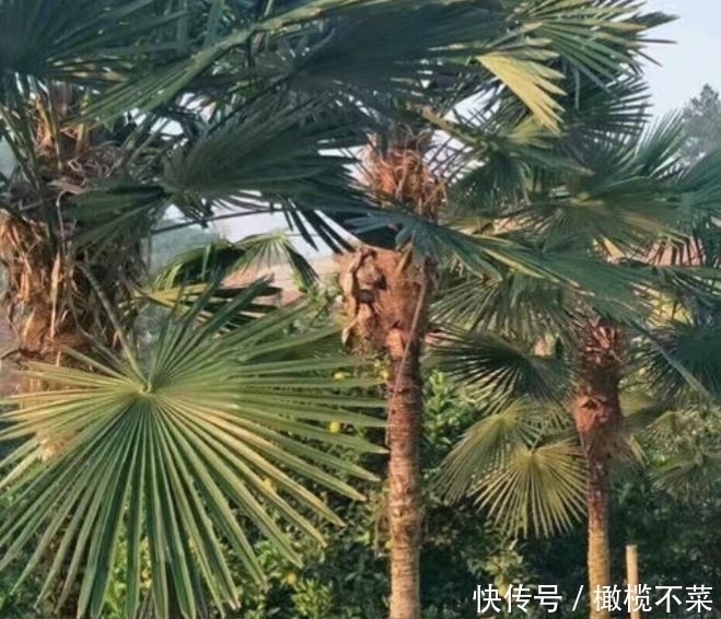 30年前农村很多,小孩常摘来玩,如今是一道美味,但知道的人不多