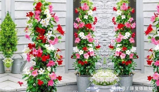 一种小花太神奇,一对叶子6朵花,养一棵开一片,室内室外都能养!