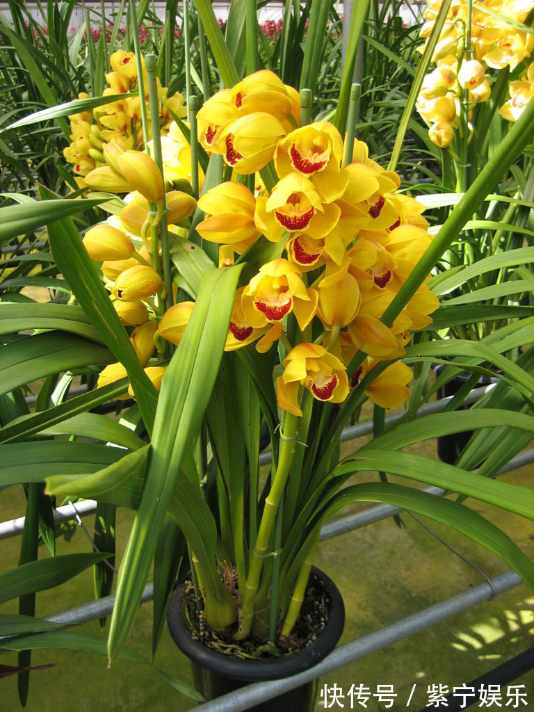 大花蕙兰|大花蕙兰怎么养日常注意几个小细节,花苞蹭蹭的冒,快速开爆盆
