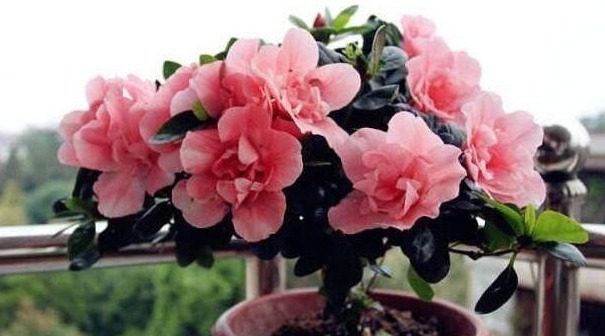 家里养上“3种花”，从年头“香”到年尾，阳台变花海，太美了