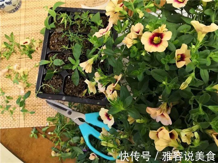 冬天|急性子养的6种花,长的快、爆花多,1盆能开大半年!
