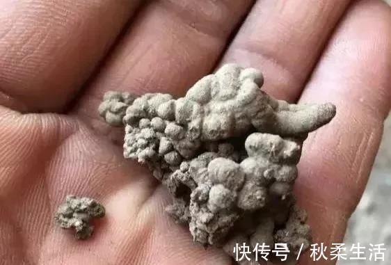 养护|养绿萝,这2种“水”换着浇,叶片油亮巴掌大,根茎能比筷子粗