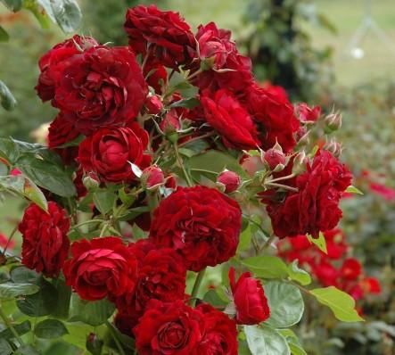  款花|漂亮像“假花”的3款花，花大色艳，香气浓郁，多季开花