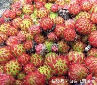 叶片|9元以下既便宜又好看的多肉普货,超级适合新手入坑