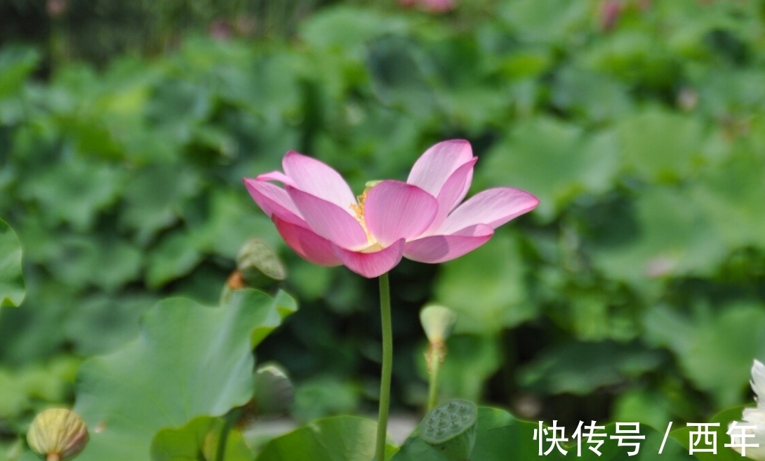 西洲|“南风知我意,吹梦到西洲”,这首绝美古诗,深情的人都应该读读