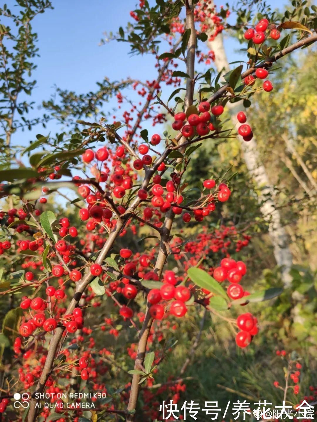 农村当柴烧的花，原来可以当盆景，给一千块也不卖