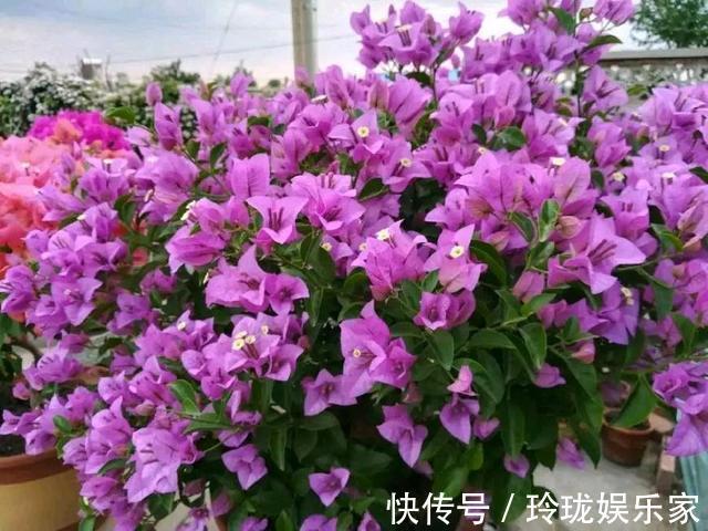 三角梅|三角梅叶茂徒长不开花4个重点没搞明白,三角梅养护施肥时间表