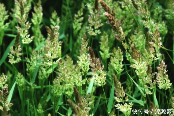 价值|农村常见的一种野草,不仅繁殖能力很强,价值也是很高