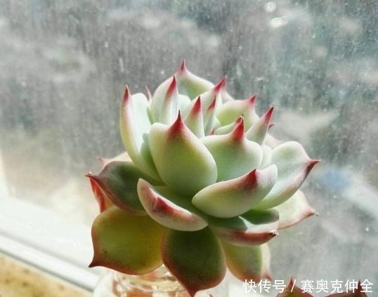 多肉法师|这“三多肉”是喜水大户,“泡水养”不软化,叶子长得肥嘟嘟