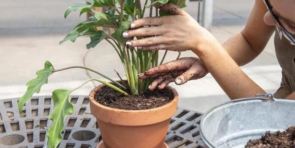 养花为什么要换盆，什么时候换盆，怎么换盆才合适？