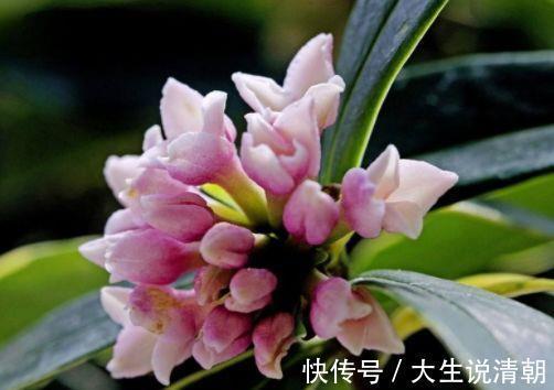 4种花是懒人的最爱，有阳光就爆盆，名字也是超好听的