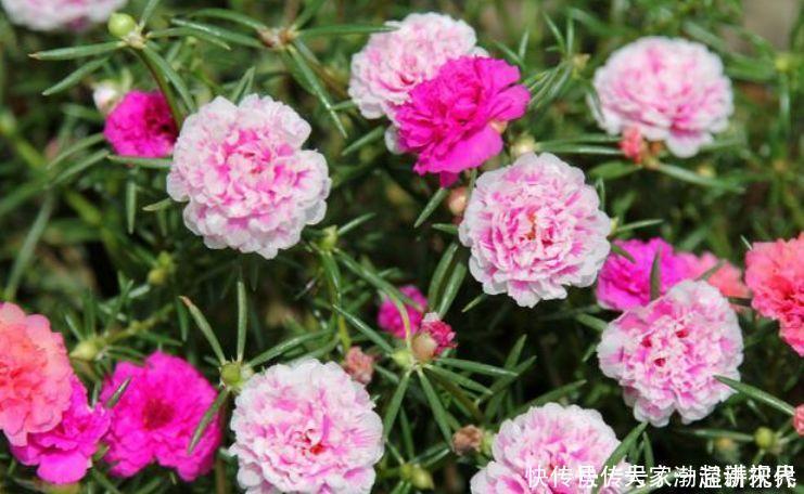 龙沙|4种花现在养刚刚好,比玫瑰漂亮100倍,花大多又艳