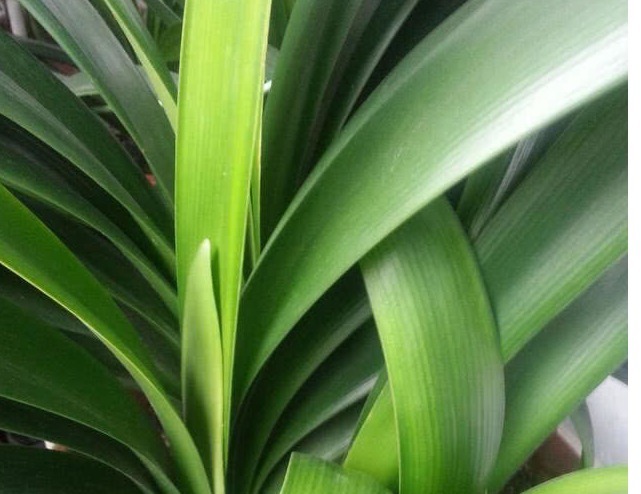 浇水|家里养君子兰,用以下方法,长的根深叶大,侧芽多,开花多!