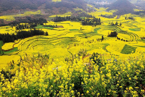 油菜花樱花桃花争相绽放 2021春日赏花热门地图出炉