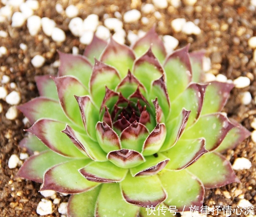 好看又好养关键还便宜，一不小心就爆盆的多肉，新手入坑必选