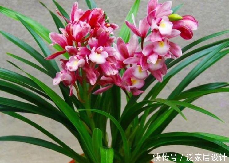 4种花现在养刚刚好,花香醉人,比香水还好闻!