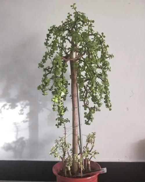 盆景|金枝玉叶的造型顺序,先养桩,后剪枝,多晒太阳,形状更美