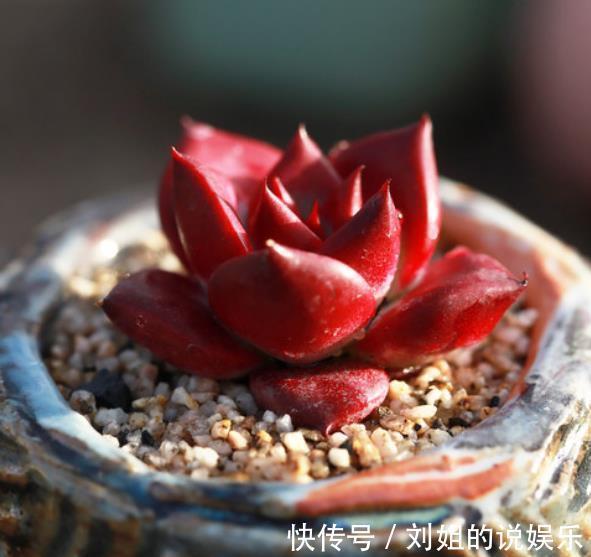 被拉入“黑名单”的3种多肉,矫情不好养,家里养了赶紧换品种