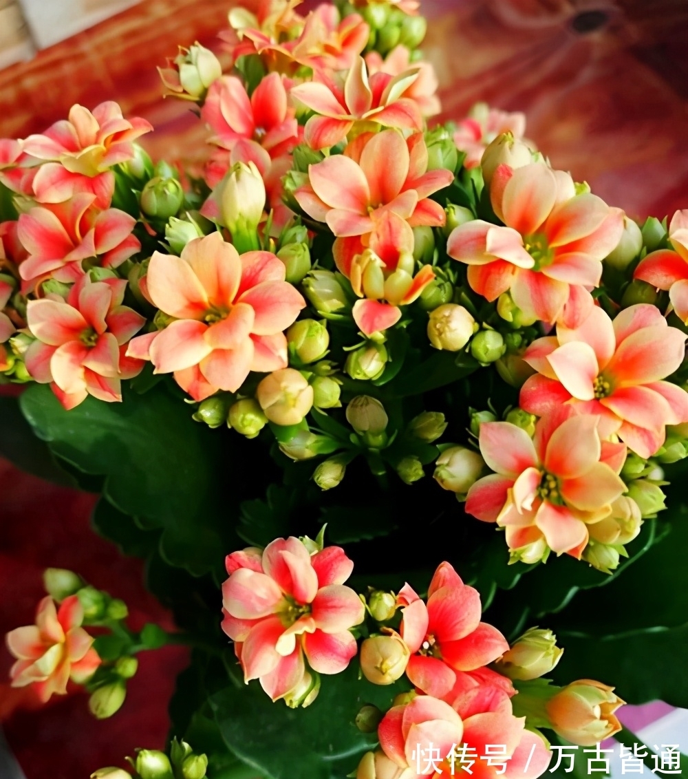 小花|6种省心植物,做到这几点,养好无忧