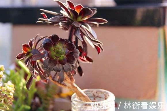 肥料|多肉不能随便养,挑这3个品种,三五年成老桩,价值涨了不少