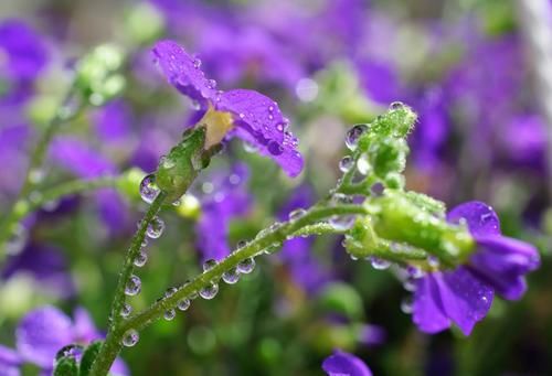  下雨|喜欢下雨天的8种花，下雨扔外面，越淋雨生长越旺盛，开花越多