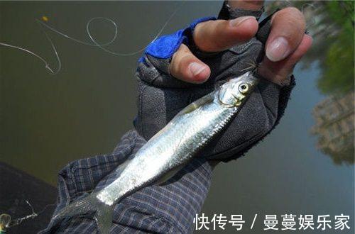 野钓遇白条你就偷着乐吧,白条背后的秘密不是每个钓鱼人都懂!