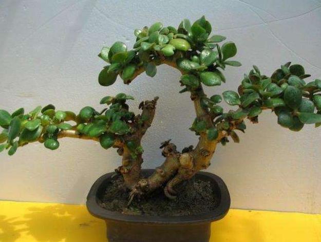 桂花树|什么发财树、平安树,都不如“2种树”,养成老桩后,很值钱!