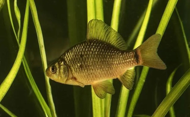 斤鲫越钓越多，不是吹牛，只是参透了这些钓鱼绝招！