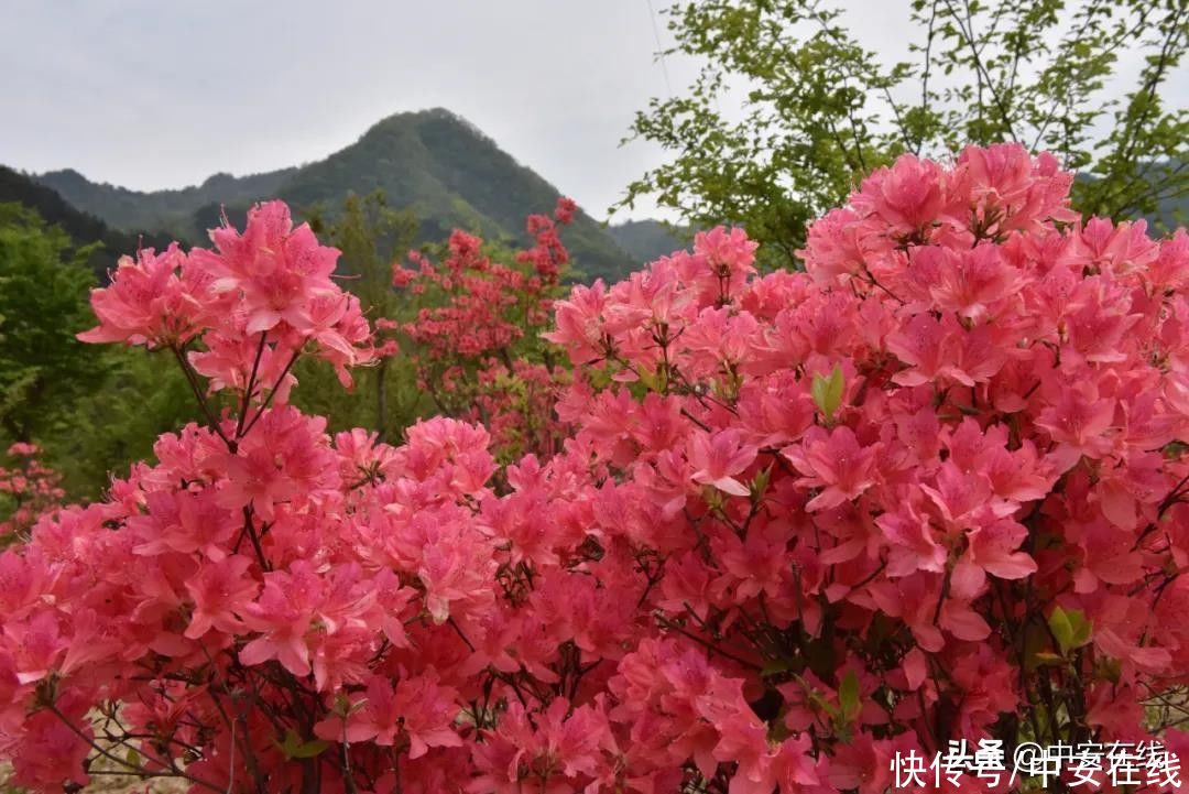 五一来安徽，赴一场山花浪漫之约|玩转皖美五一 | a8705