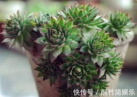熊童子|多肉要想养爆盆,选对品种很重要!这些多肉超好养,分分钟养爆盆
