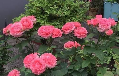 月季花掉叶不长花苞?仔细一看长了叶斑病,别心急这样救