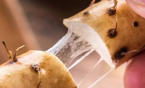 肥胖|湿气重人易肥胖,常吃5种天然食物,排出多年湿毒,体重偷偷下降