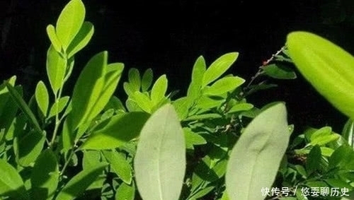 成分|世界四大饮料之首,每秒被买走2万瓶,原始配方却含毒品成分