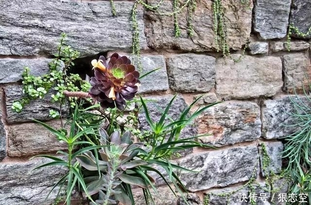 土壤|多肉法师的科普,及如何种植好的几点常识