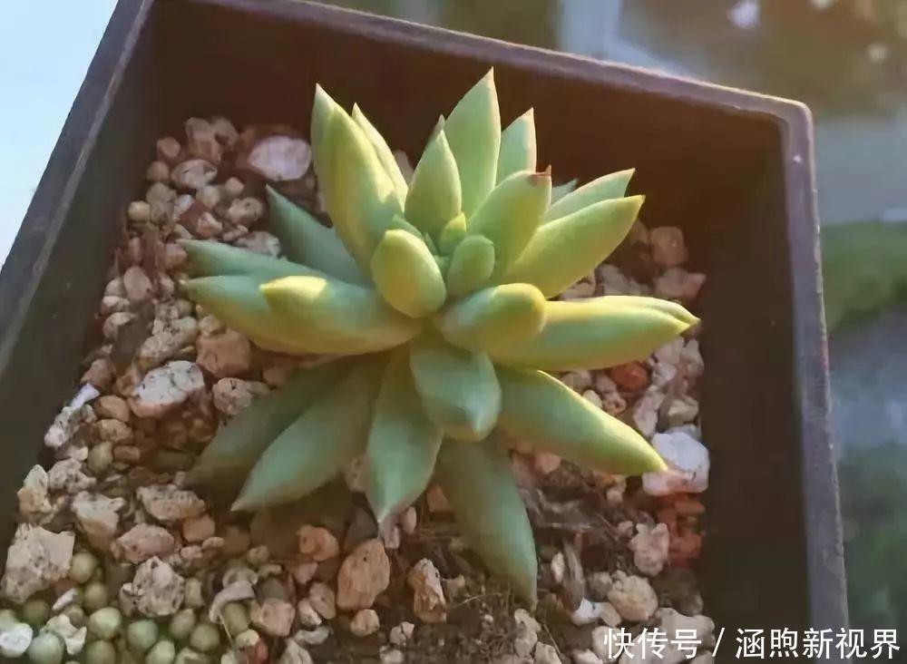 叶插|别人扔的多肉,他非要捡,最后照样也能养爆盆!