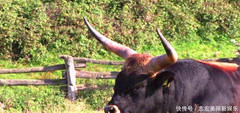 基因|纳粹掌握了基因改良技术?史前巨型野牛复活计划居然成功了